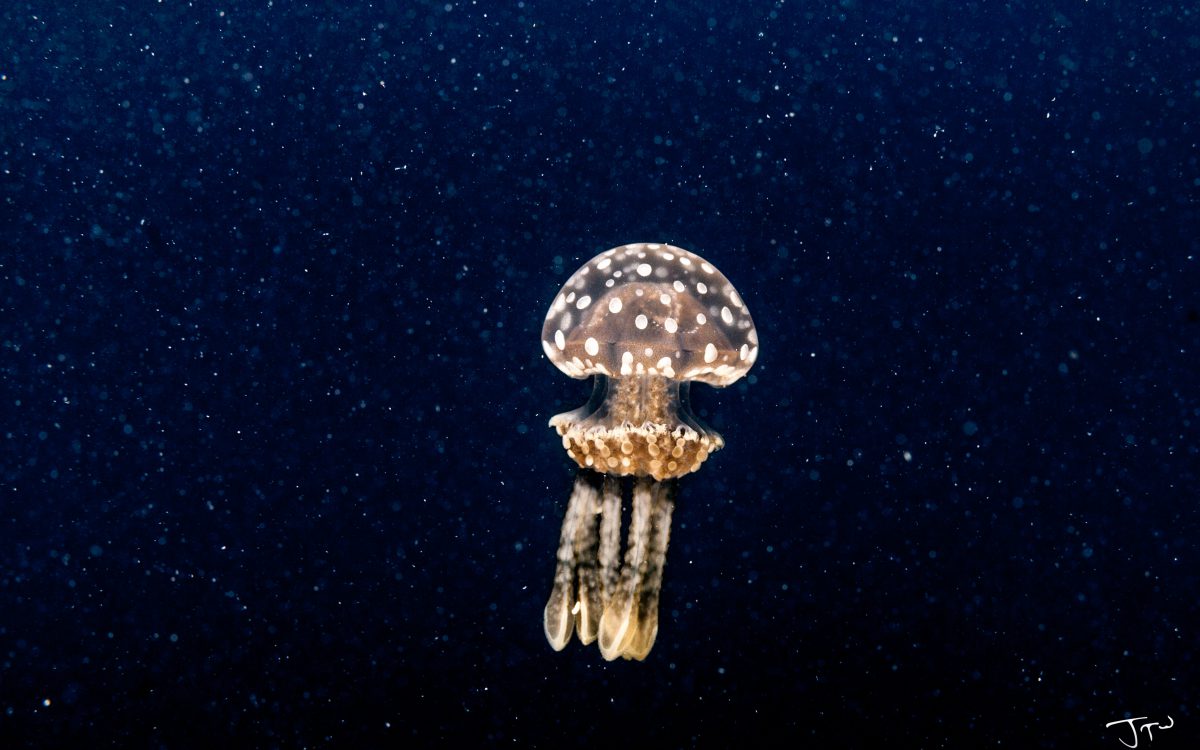 Spotted Jelly